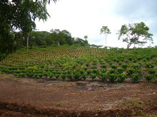 Load image into Gallery viewer, Brunca // Costa Rica